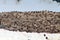 Large Gentoo penguin colony beside an Antarctic glacier