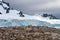 Large Gentoo penguin colony beside an Antarctic glacier