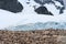 Large Gentoo penguin colony beside an Antarctic glacier