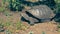 A large giant galapagos tortoise feeding at isla santa cruz in the galapagos