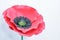 Large Giant Paper Flowers. Big pink, red poppy made from paper