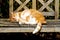 Large Ginger Male Tomcat Cat Tabby