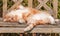 Large Ginger Male Tomcat Cat Tabby