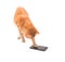 Large ginger tabby cat playing on a smart phone