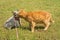 Large ginger tabby cat sniffing on a small Siamese cat