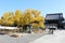 Large ginkgo tree and Goeido Gate viewed from Goeido Hall in Nishi Hongwanji Temple, Kyoto, Japan