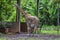 A large giraffe bull