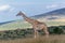 A Large Giraffe At Masai Mara