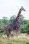 A large giraffe standing in the bush.