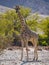 Large giraffe standing in rocky dry river bed with green trees, Damaraland, Namibia, Southern Africa