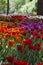 large glade dotted with multicolored tulips lit by the bright sun