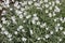 Large glade of white Cerastium flowers