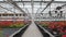 Large glass greenhouse with flowers. Growing flowers in greenhouses. Interior of a modern flower greenhouse. Flowers in