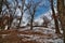 Large gnarled old oak trees along the trail at Donald County park wi