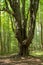 Large gnarly maple tree in the forest