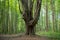 Large gnarly maple tree in the forest