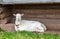 Large goat lying on the grass near a wooden house