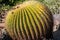 Large Golden Barrel Cactus with Grass