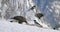 Large golden eagle eating on a dead fox in mountains at winter