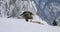 Large golden eagle eating on a dead fox in mountains at winter