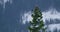 Large golden eagle sits in the top of a tree in hash and cold winter