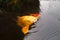 Large golden koi carp fish with his mouth open coming up to the surface of the water. There is a reflection of a mesh pond cover