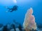 Large gorgonian blossomed like a sail on the background of diver in the Indian ocean