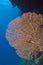 Large gorgonian fan coral
