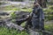 a large gorilla sitting in the grass near a fallen tree