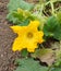 Large gourd flower, very close up pumpkin flower yellow color