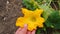 Large gourd flower, very close up pumpkin flower yellow color