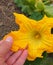 Large gourd flower, very close up pumpkin flower yellow color