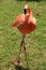 Large,graceful Flamingo with crossed legs