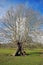 A large grand tree in a field with a very unusual trunk with a shape that looks like a fairy door against a cloudy blue sky