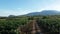 Large grape field in summer at sunset