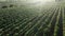 Large grape field in summer at sunset