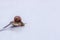 Large grape snail crawling on an old tablespoon on white background