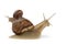 A large grape snail is crawling and a small snail sits on its shell in the opposite direction, concept