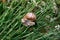 A large grape snail crawls through the grass.