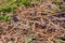 A large grape snail crawls through the grass