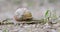 Large grape snail crawls slowly along a gravel road