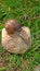A large grape snail crawls on a stone, sitting on a rock