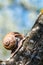 Large grape snail crawls on a tree