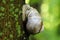 large grape snail creeps along a tree trunk in a green forest. Snail on a green natural background.