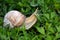A large grape snail creeps on green grass