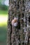 Large grape snail slowly creeps up to the tree.