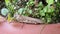 Large grasshopper in the foreground on the edge of a planter