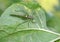 Large grasshopper on a leaf