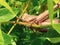 a large grasshopper perched on a cassava leaf branch