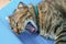 A large gray Asian cat is peacefully curled up and sleeping on a plastic chair. close-up, outdoor